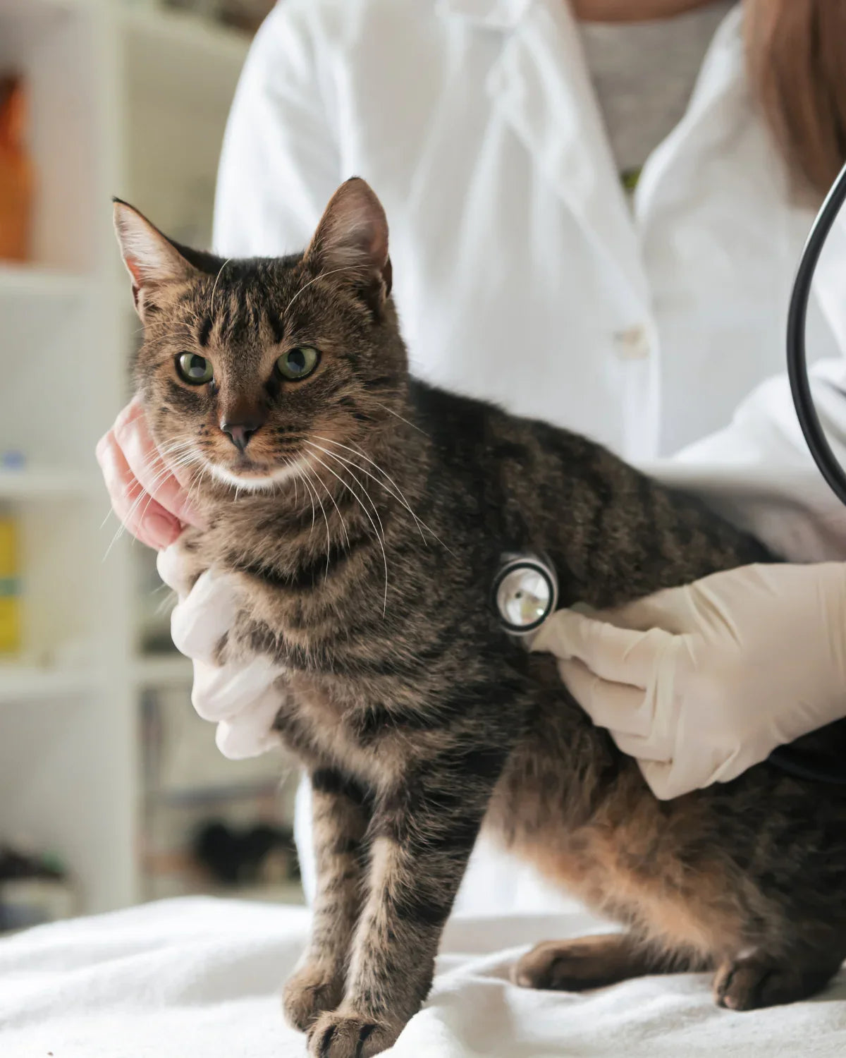 World Spay Day for Cats- Feb 25th