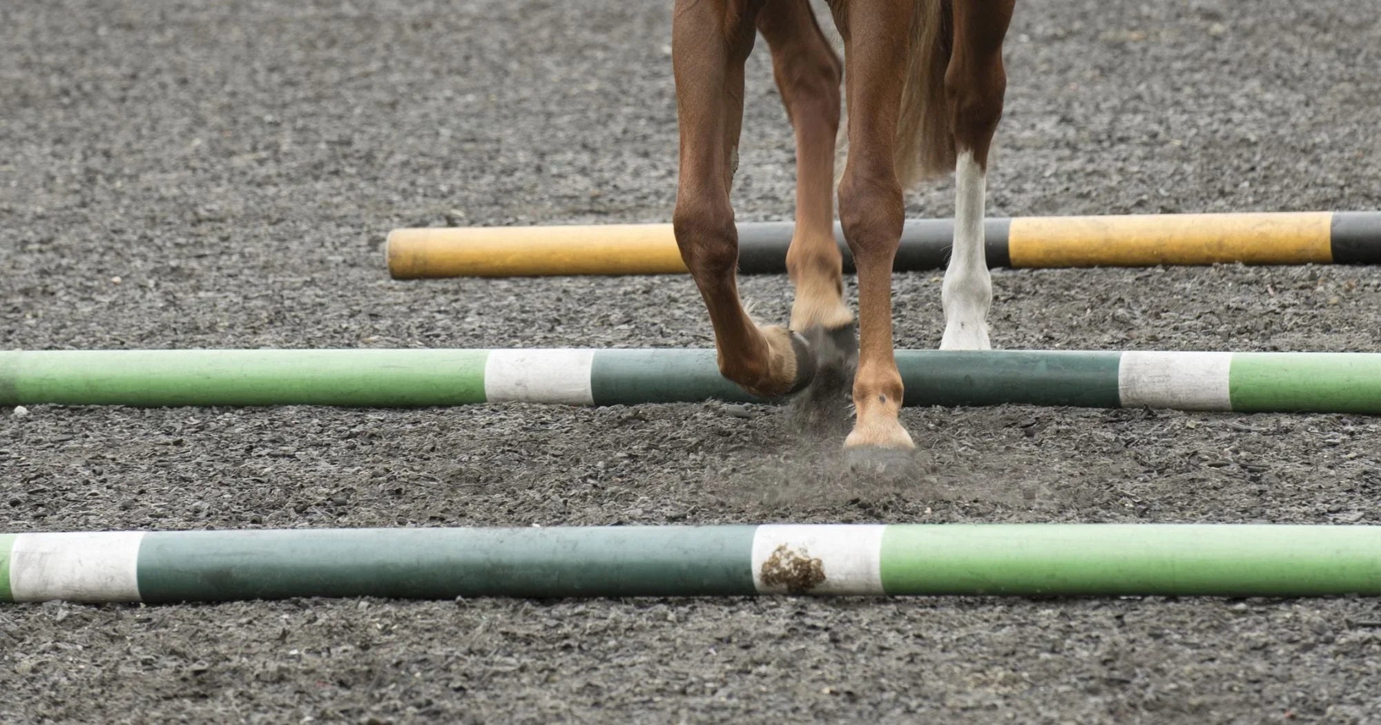 How To Keep Your Horse Engaged With Groundwork Exercises