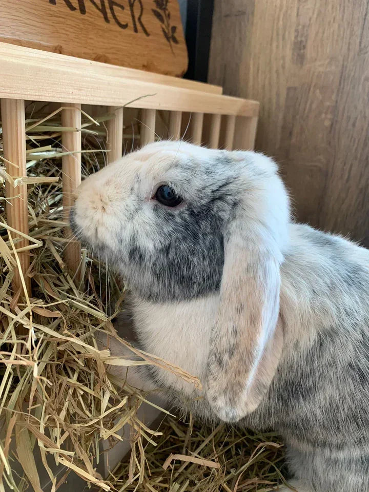 Looking for high quality hay this winter?