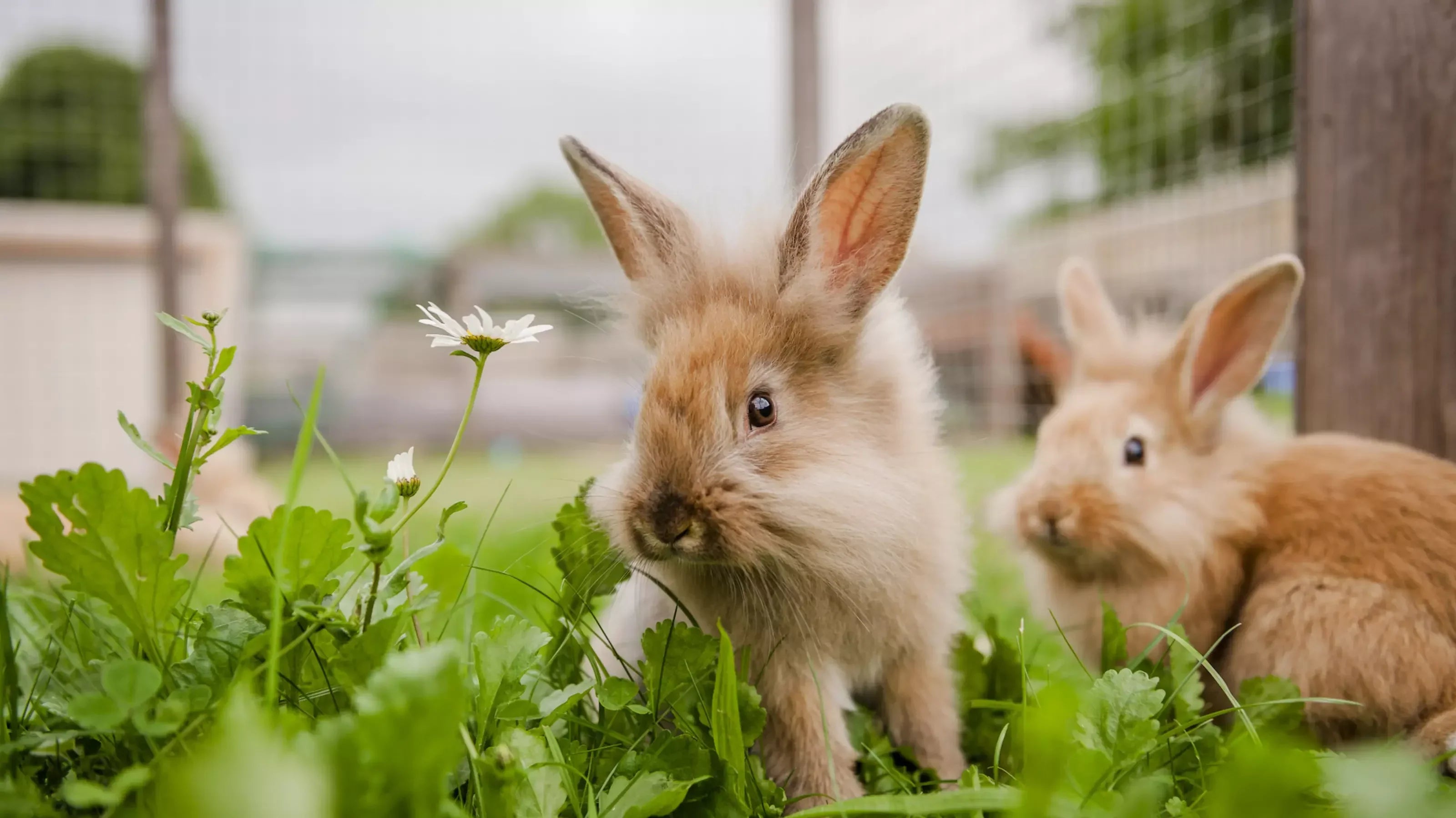 Preparing Your Rabbit for Autumn