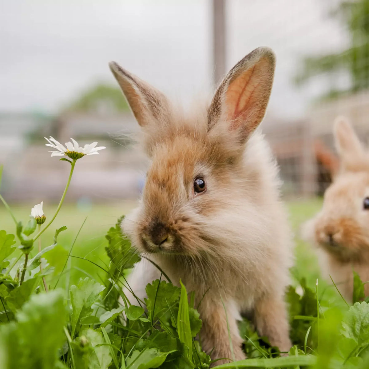 Preparing Your Rabbit for Autumn – Animall