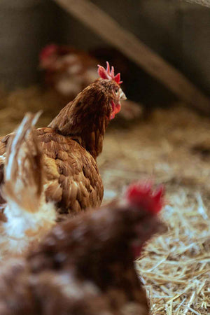 Top Tips to Keep Your Poultry Happy and Healthy This Summer