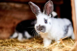 Top Tips to Keep Your Small Pets Cool This Summer
