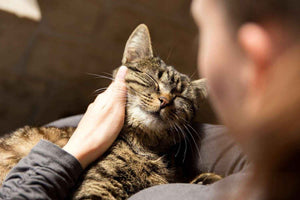 Top Tips to Keep Your Cat Hydrated This Summer