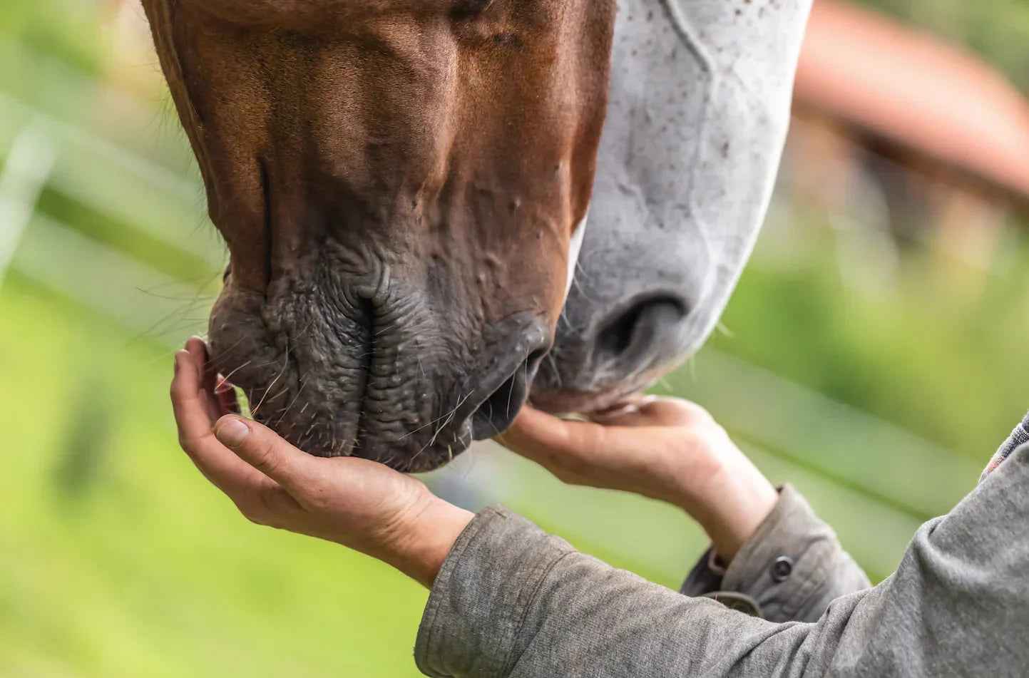 Summer feed &amp; management tips for your horse