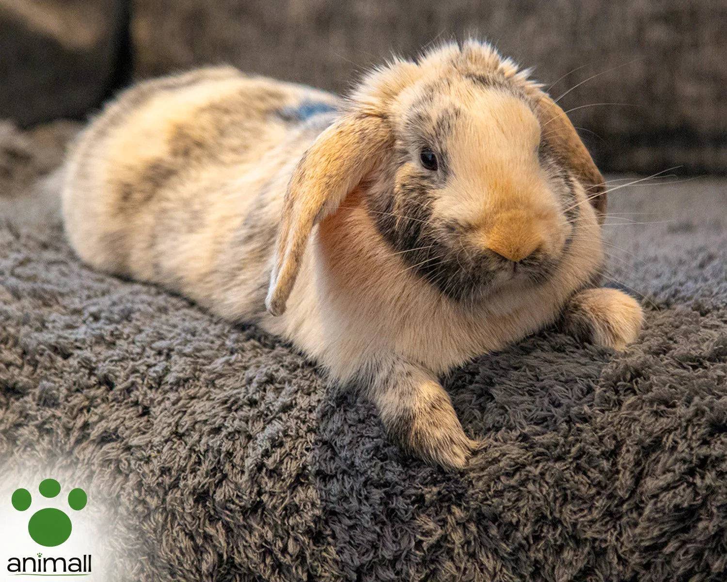 Winter Care For Small Animals