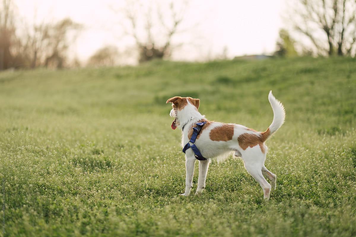 The Benefits of Taking Your Dog to an Open Field This September