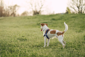 The Benefits of Taking Your Dog to an Open Field This September