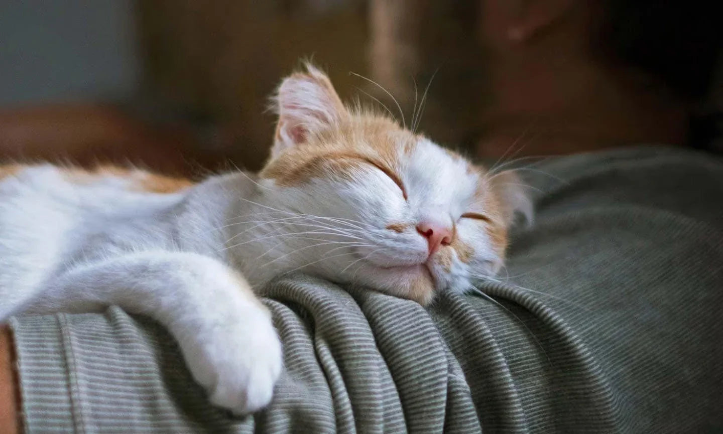 September Is Happy Cat Month!