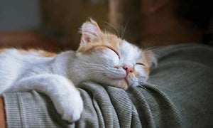 September Is Happy Cat Month!