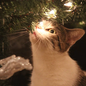 Cat-safe Christmas decor: Festive tips for a pet-friendly home!