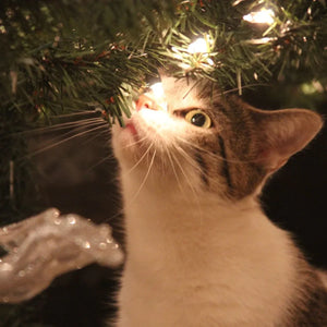 Cat-safe Christmas decor: Festive tips for a pet-friendly home!