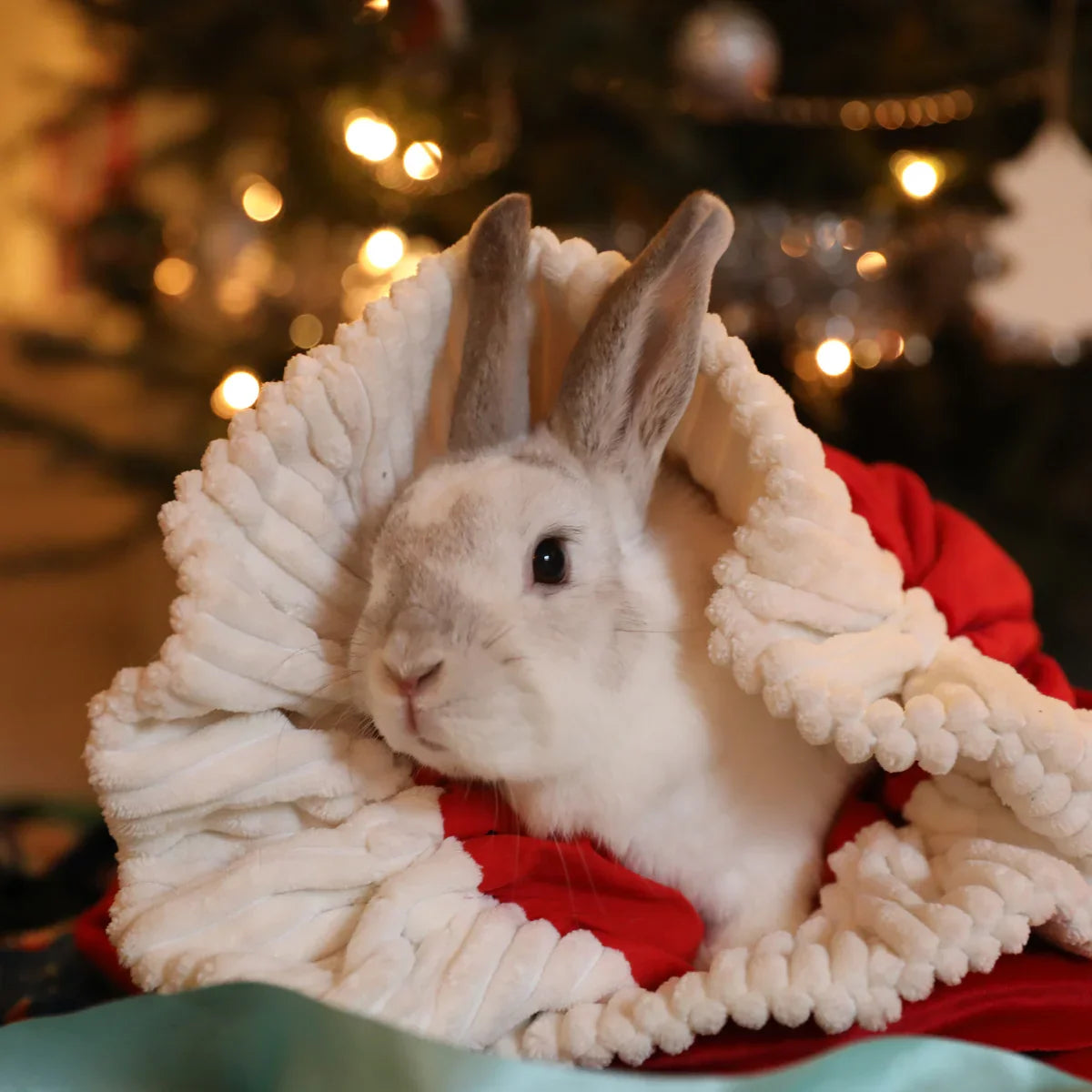 5 Festive treats you can safely share with your small pets