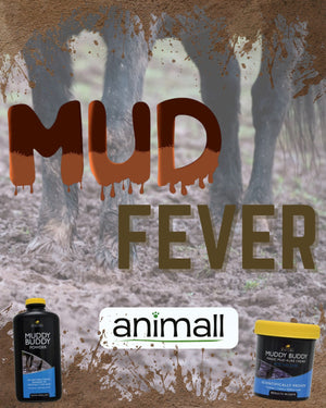 Mud Fever in Horses