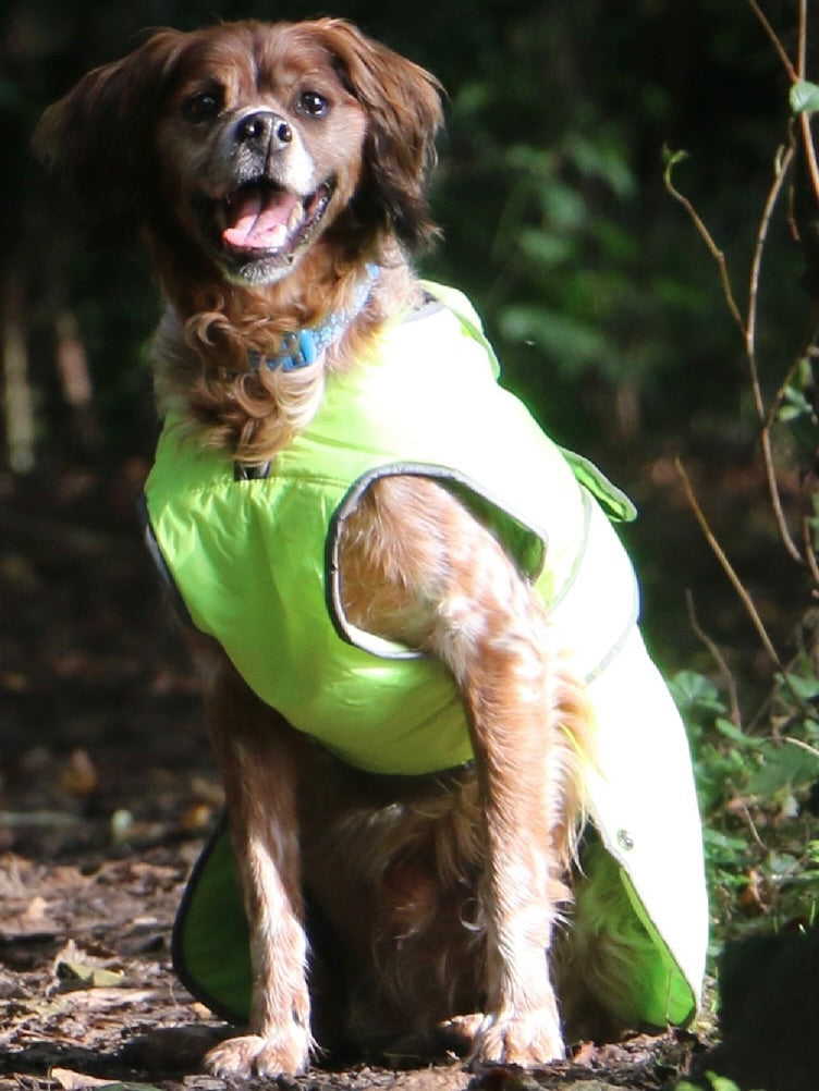 Keep your dogs warm & seen this winter!