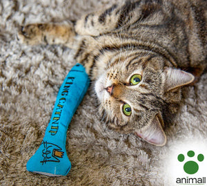 Indoor Cat Enrichment Ideas For Winter