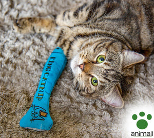 Indoor Cat Enrichment Ideas For Winter