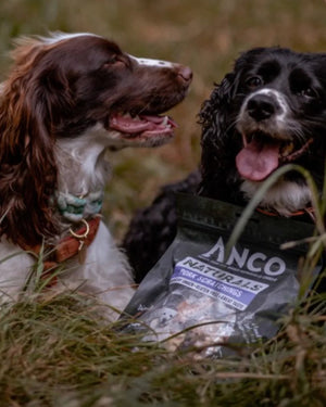 The Benefits of Feeding Your Dog Anco Naturals Treats
