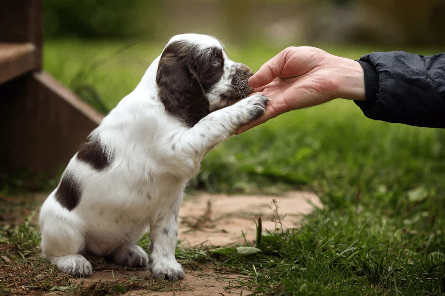 Dog Training: A Fun-Filled Adventure!