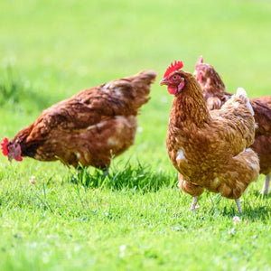 Spotting and Preventing Heat Stroke in Chickens