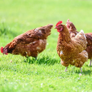 Spotting and Preventing Heat Stroke in Chickens