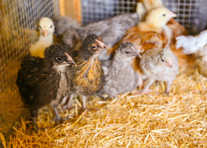 The BEST bedding for chickens during the winter?