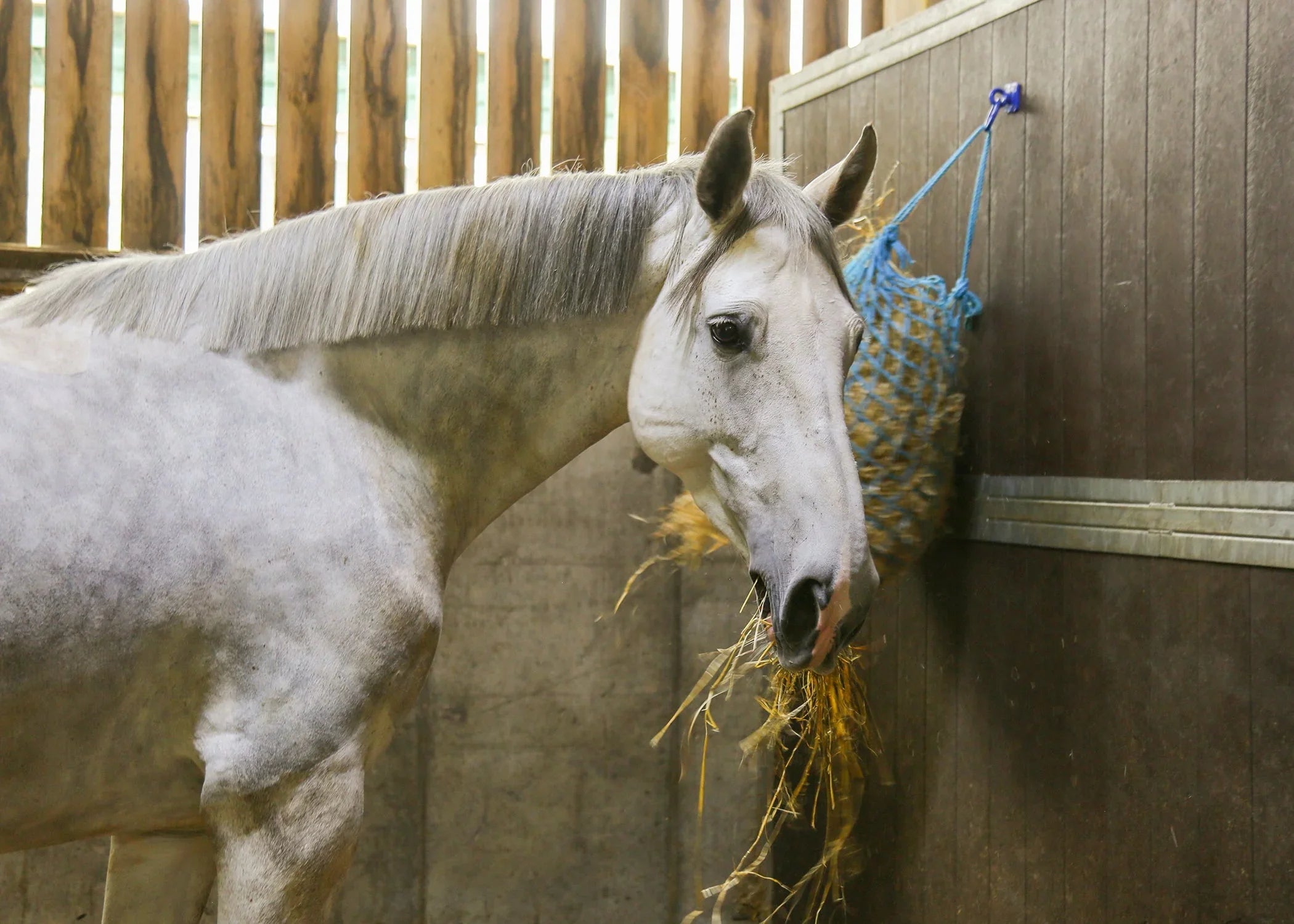 Keep your horses well-fed with HaySoft Haylage this winter