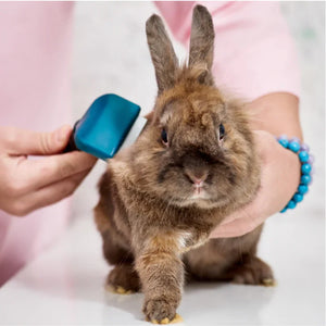 The importance of summer grooming for rabbits