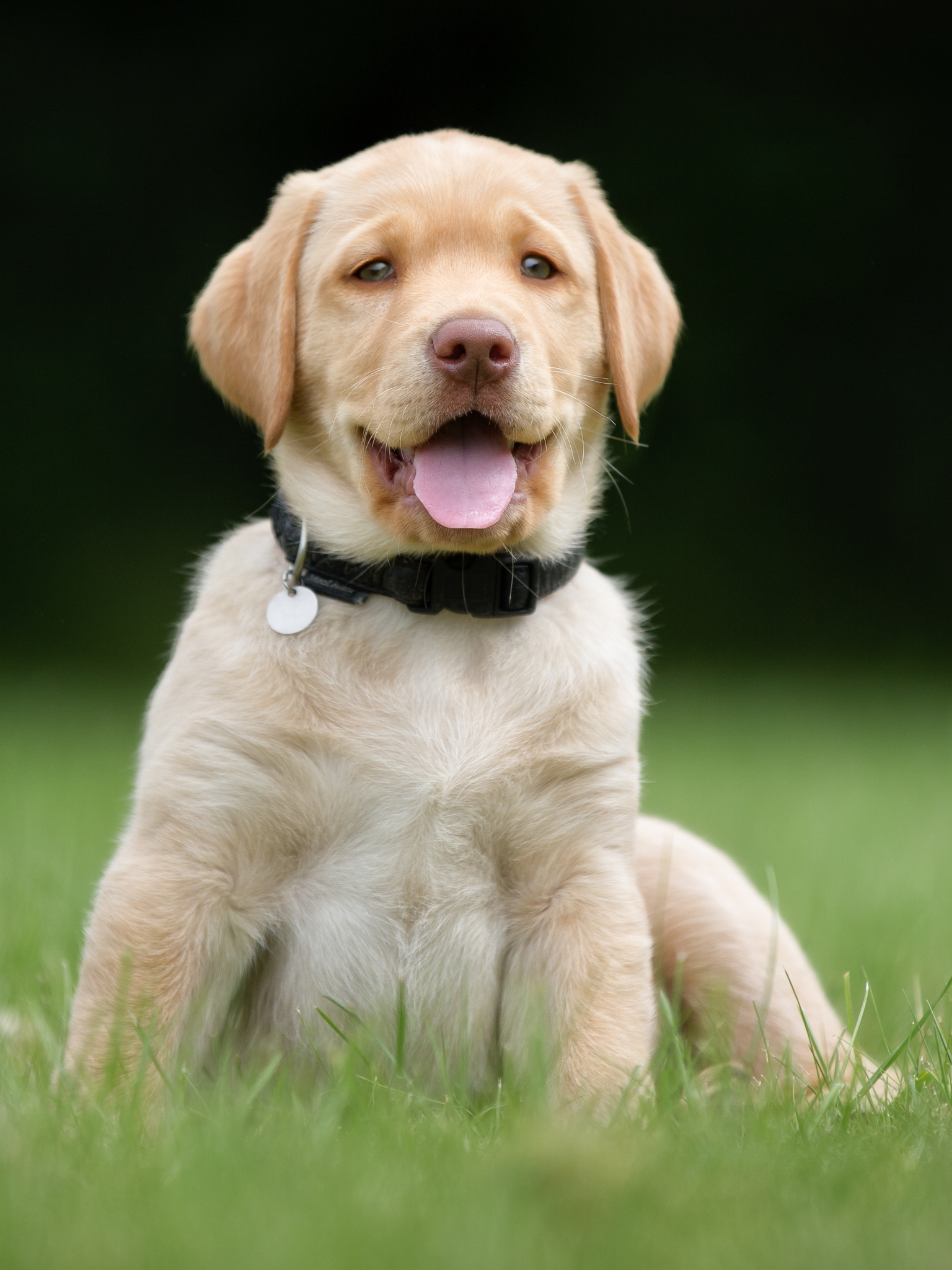 First time owning a puppy? Top-notch puppy tips to help first-time owners!