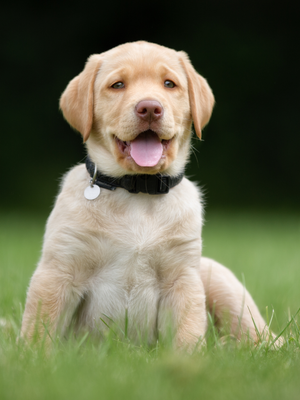 First time owning a puppy? Top-notch puppy tips to help first-time owners!