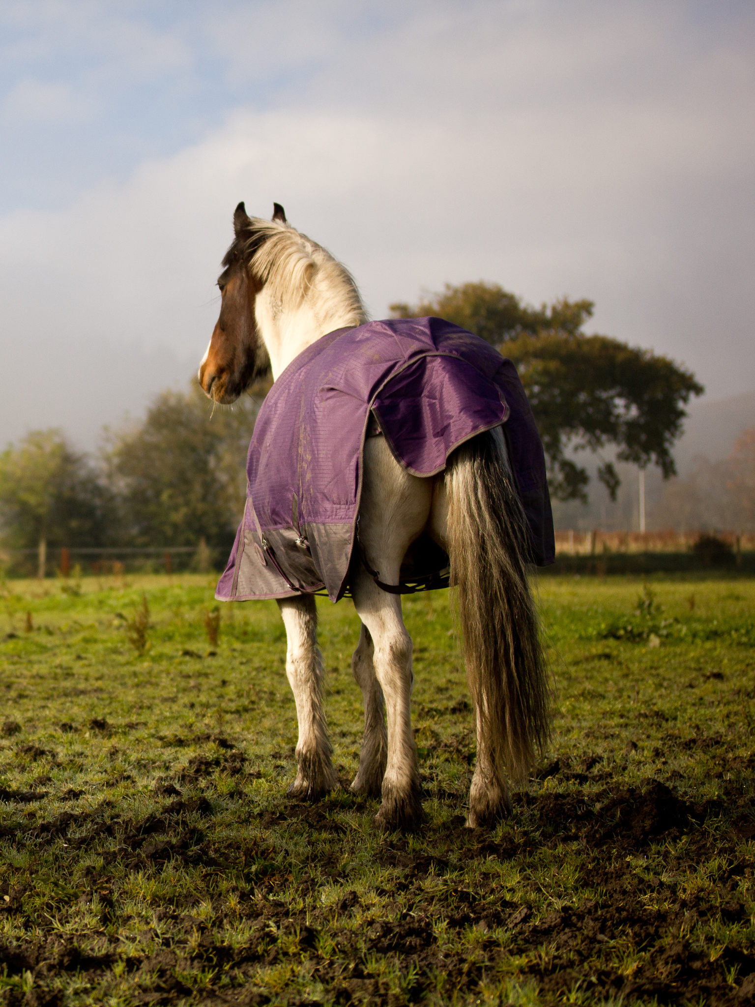 How to make the perfect stable and field for your horse!