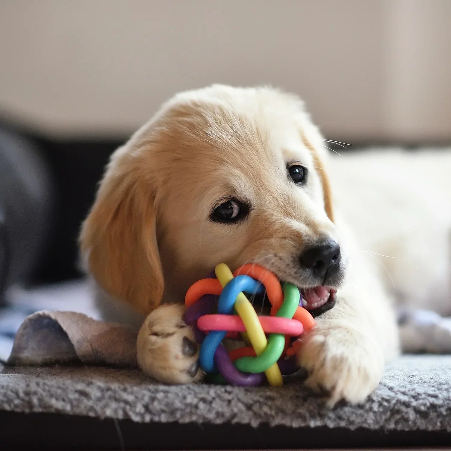 Indoor Dog Enrichment Ideas!