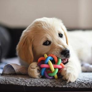 Indoor Dog Enrichment Ideas!