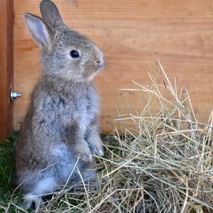 Small Pet Living Space Make Over for 2025!