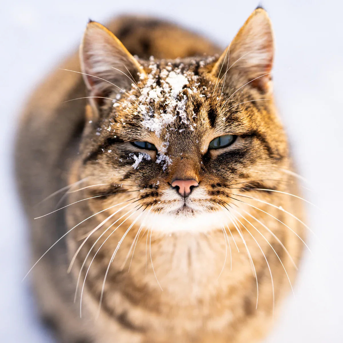 Winter Care for Cats