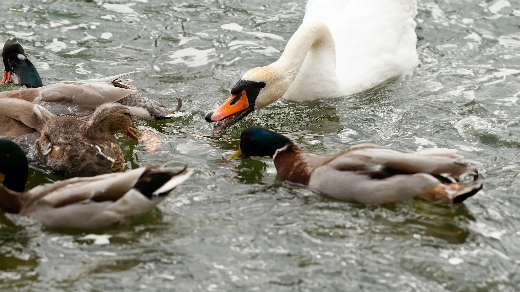 Charnwood Marine Duck Pellets - The Perfect Feed For Your Ducks