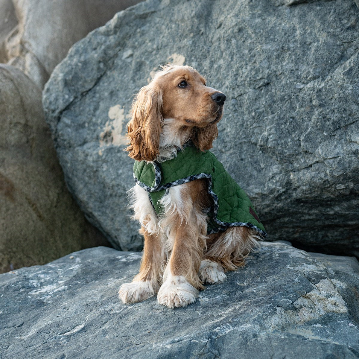 Keep Your Dog Warm and Cosy This Winter!