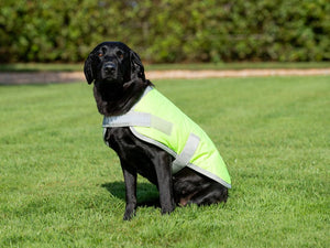 How to make Autumn walks safer for your dog!