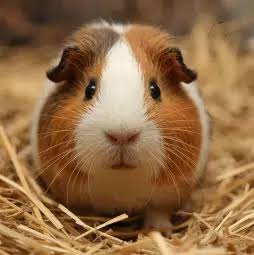 Why Rescuing Guinea Pigs is the Greatest Act of Kindness!