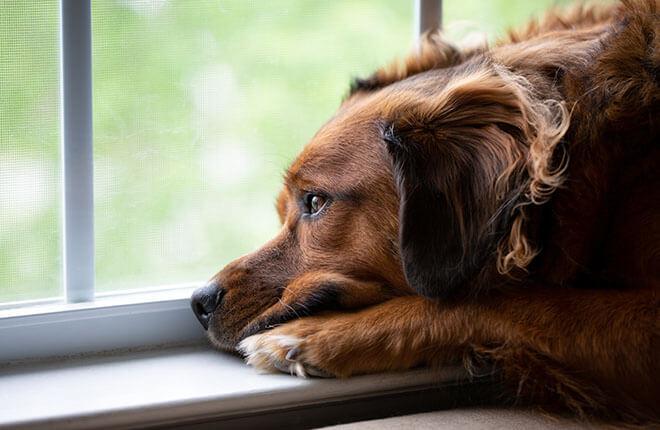 Tips to deal with dog separation anxiety