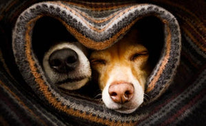 Winter Safety Tips for Dog Owners