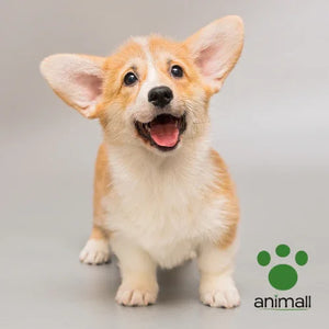 Puppies First Night At Home!