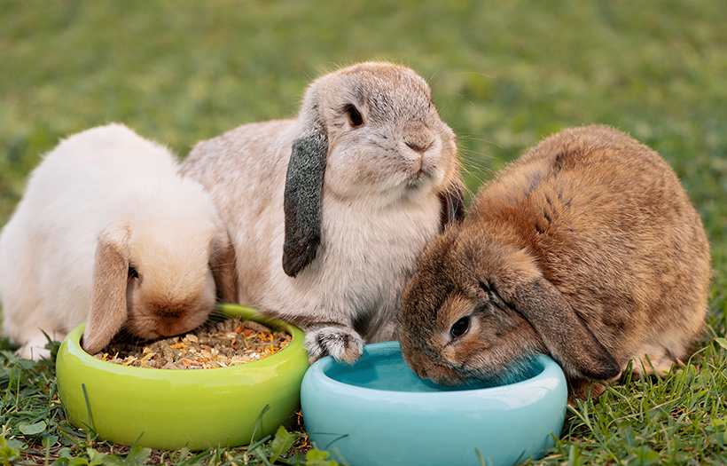 The Importance of Keeping Small Animals Cool In The Heat
