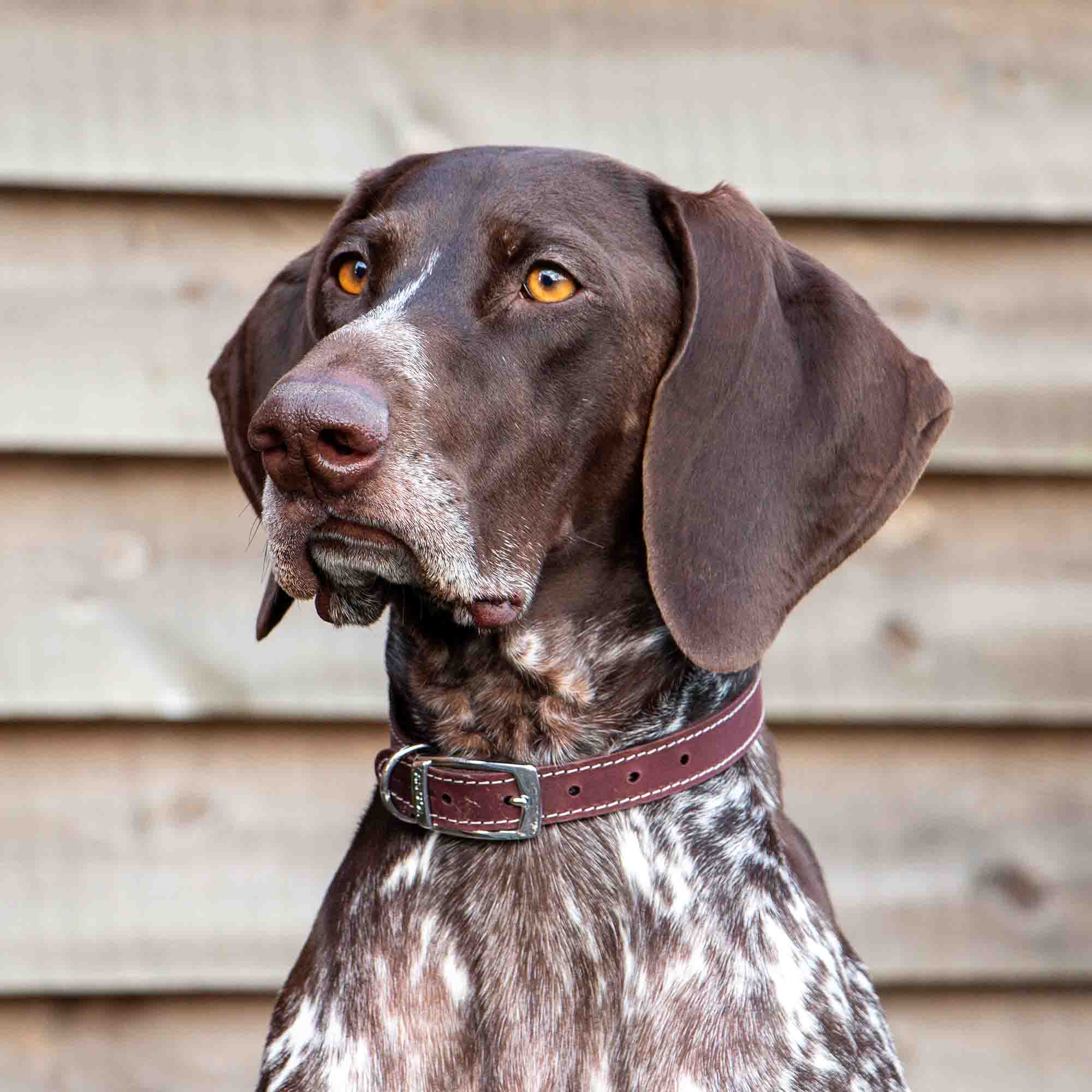 German shorthaired pointer wearing an oxblood Heritage leather collar