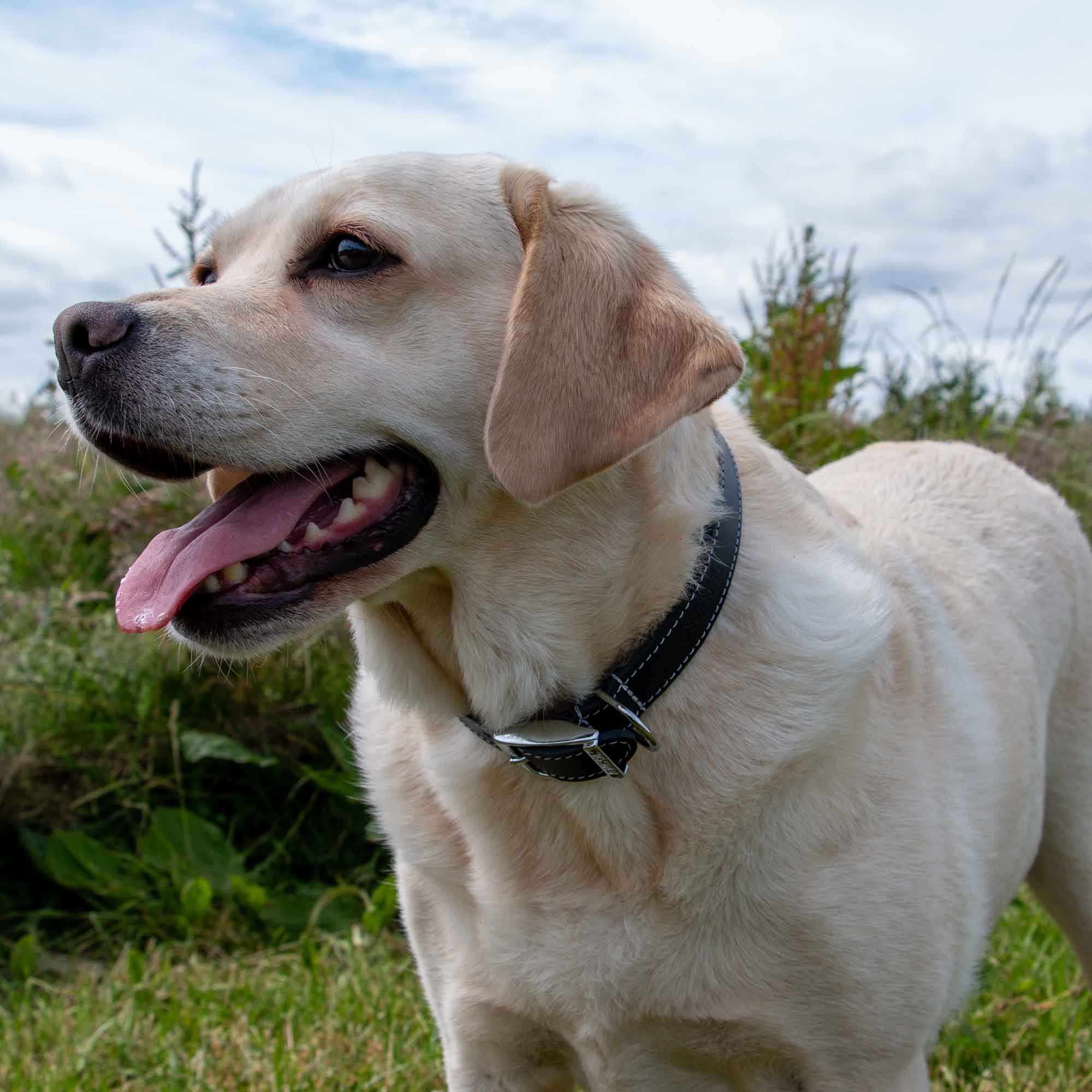 Yellow Labrador wearing a black Ancol Heritage leather collar