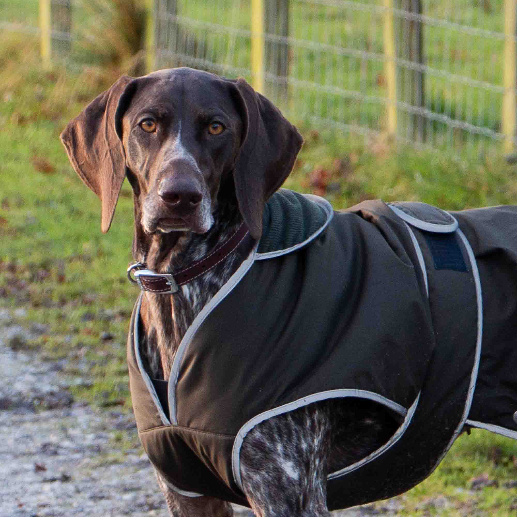 German shorthaired pointer in an oxblood Heritage collar and a dark dog coat
