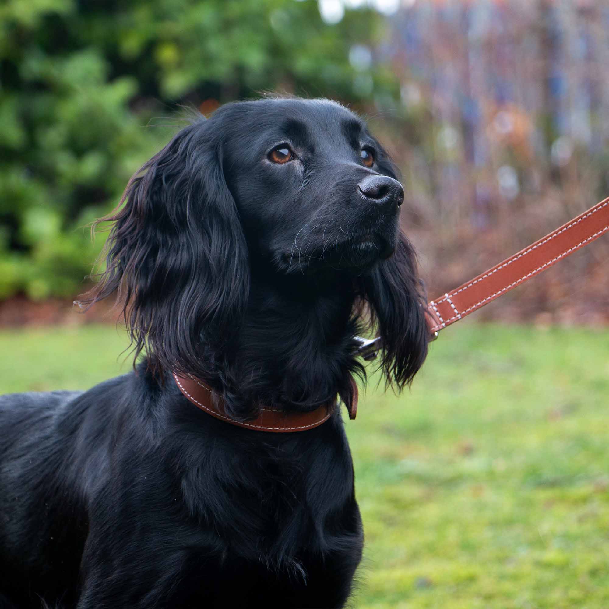 Black spaniel in a tan Heritage leather collar and lead
