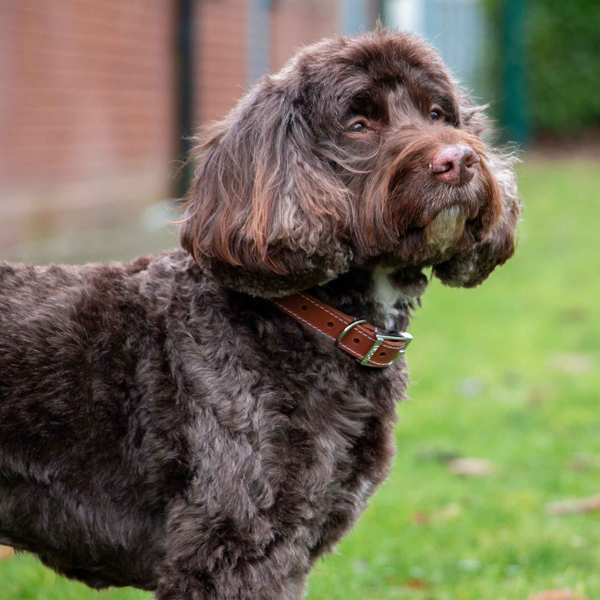 Chocolate cockapoo-type dog wearing a tan Heritage leather collar