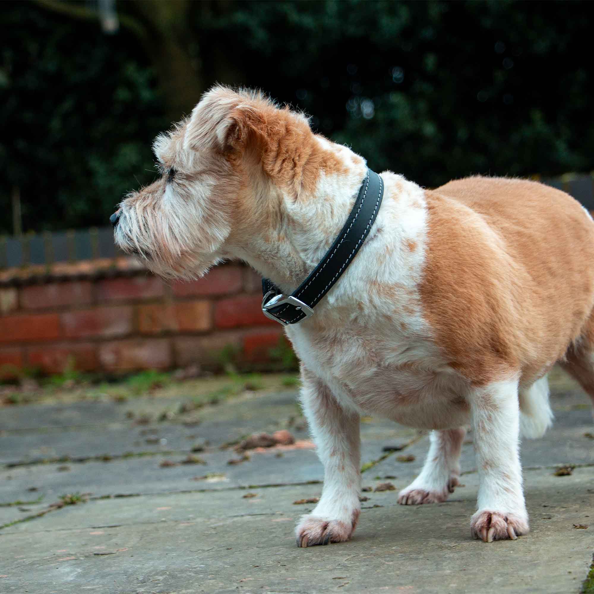 Terrier cross standing on paving in a black Heritage leather collar