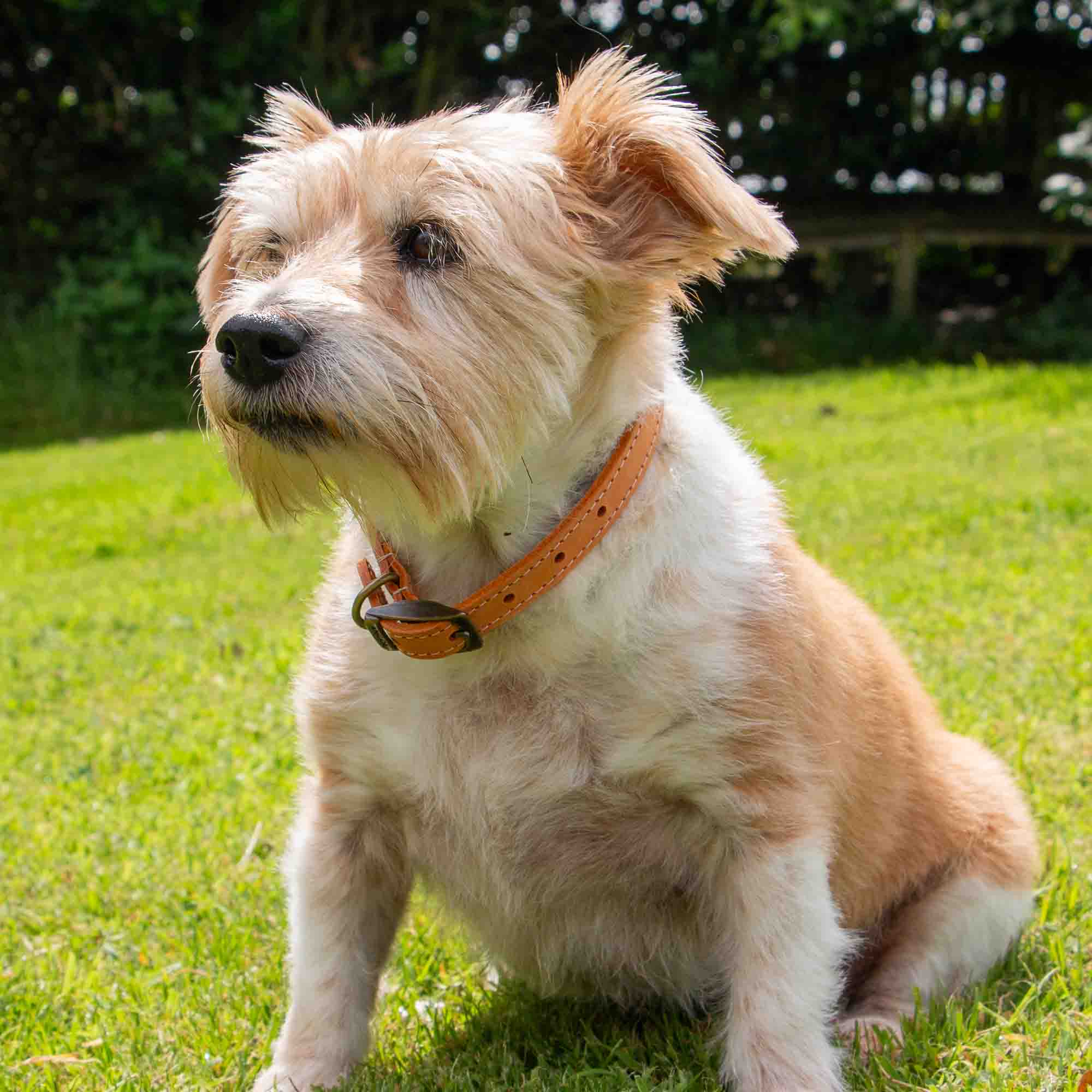 Scruffy terrier cross sitting on grass in a mustard Timberwolf collar